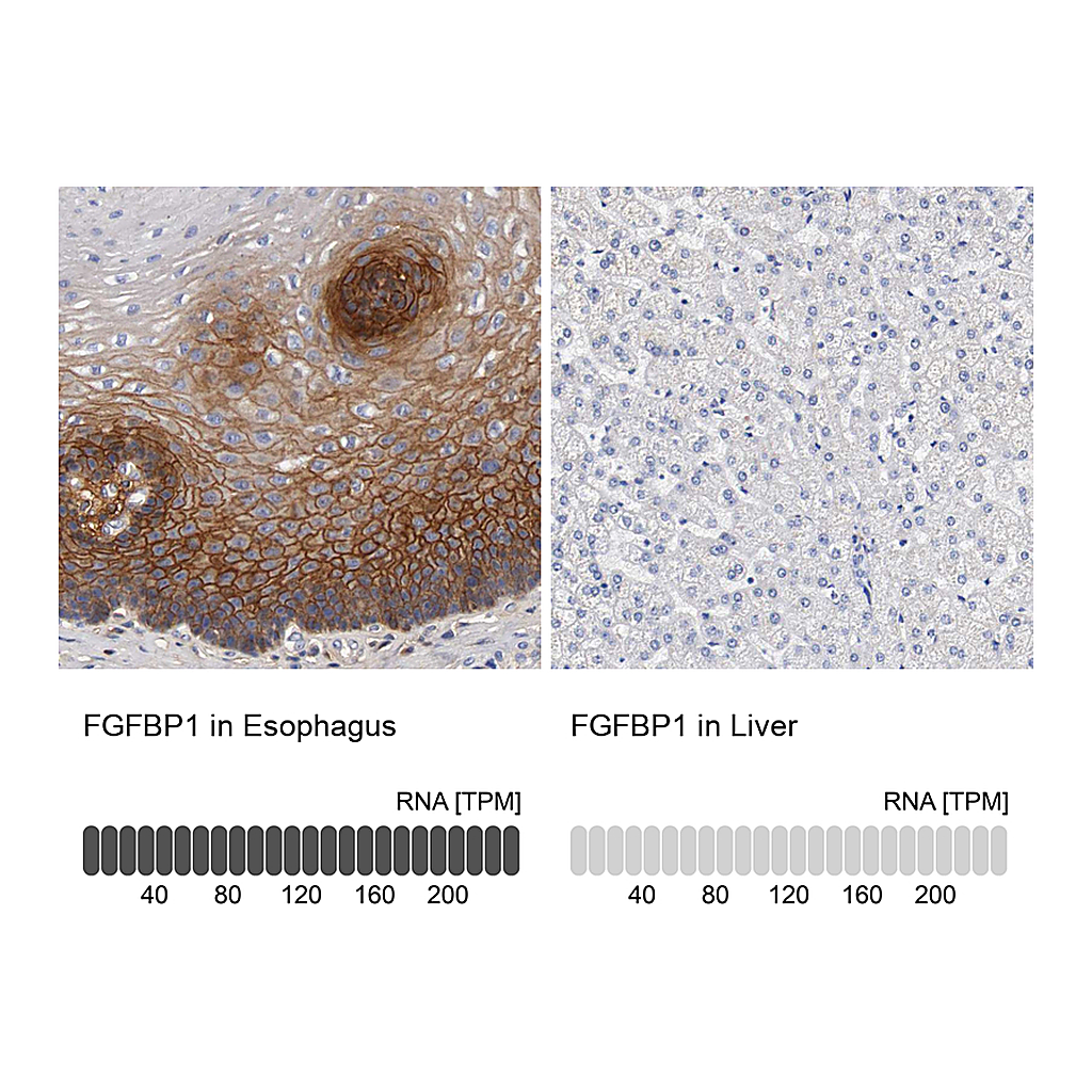 Atlas Antibodies Anti-FGFBP1 Antibody