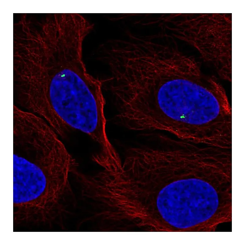 Atlas Antibodies Anti-FGFR1OP Antibody
