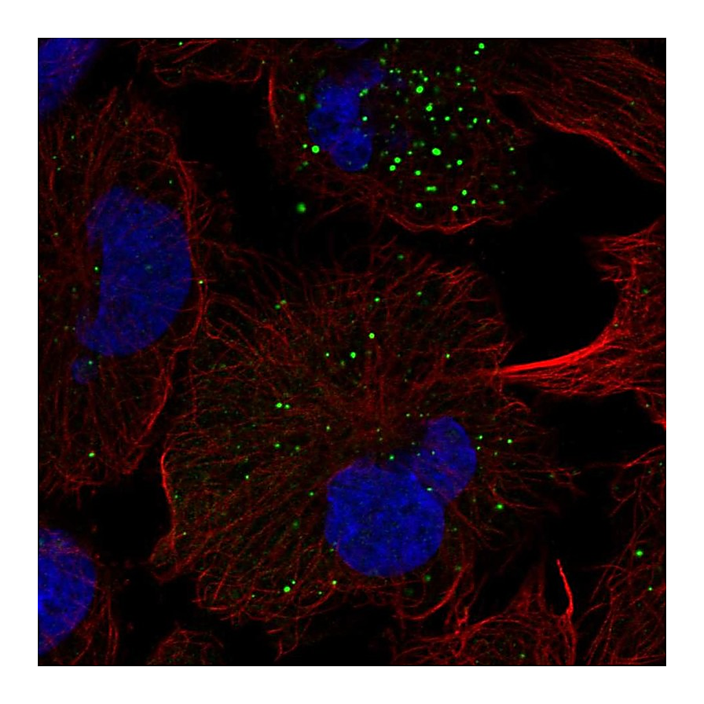 Atlas Antibodies Anti-FGFRL1 Antibody