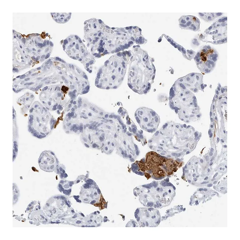 Atlas Antibodies Anti-FGG Antibody