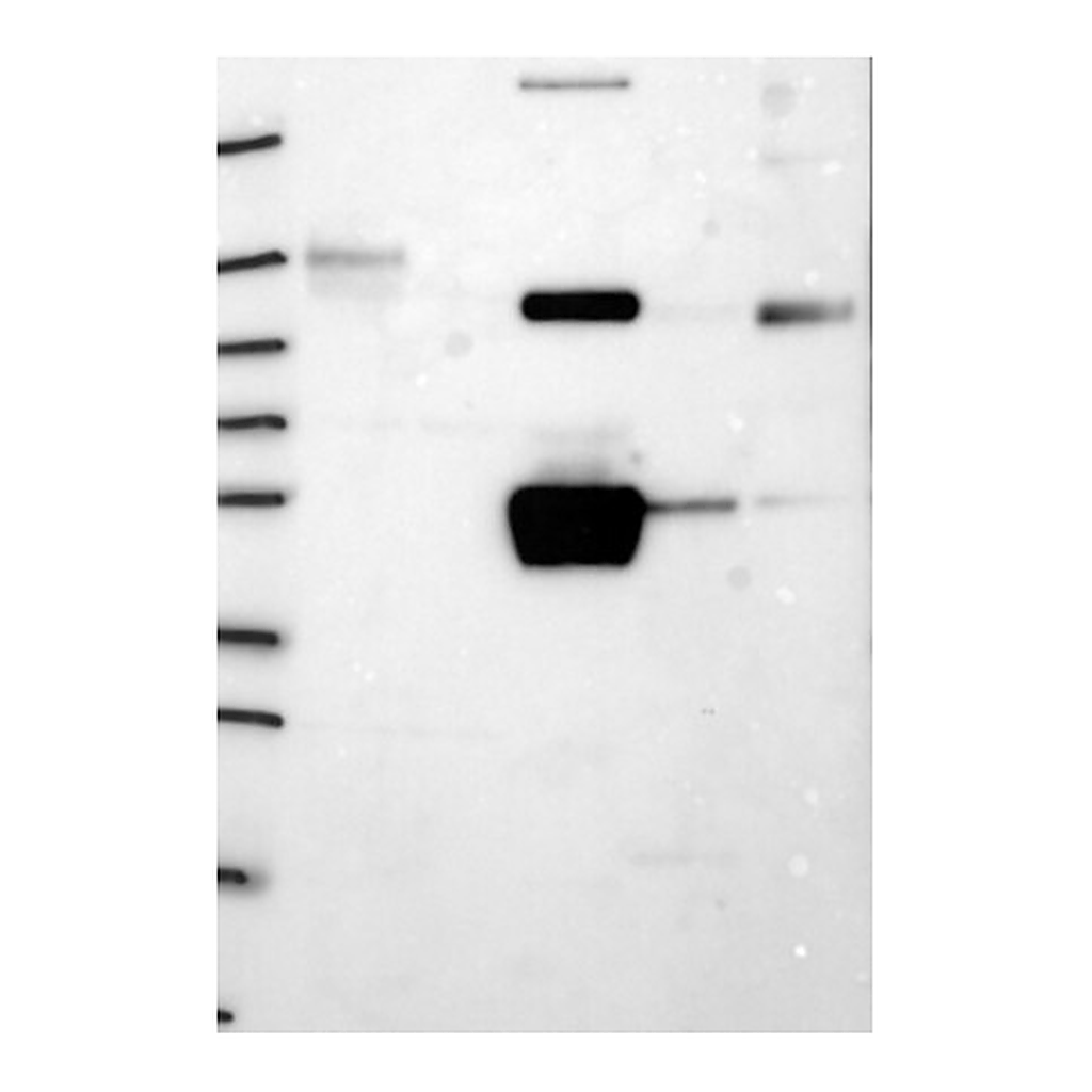Atlas Antibodies Anti-FGG Antibody