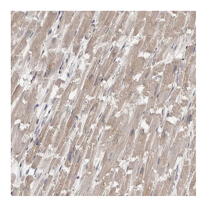 Atlas Antibodies Anti-FHOD3 Antibody