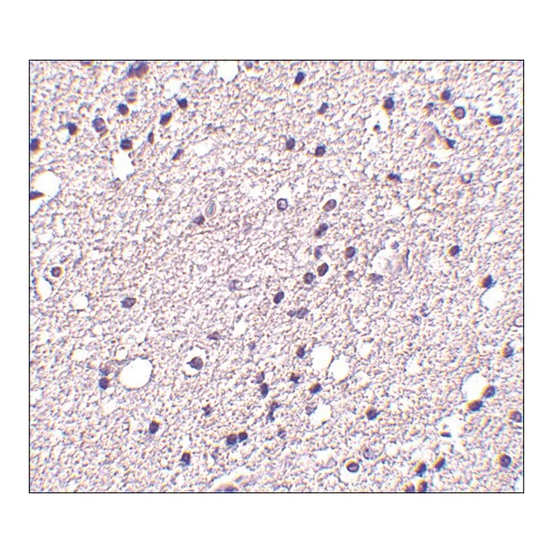 Merck Anti-NK3R antibody produced in rabbit
