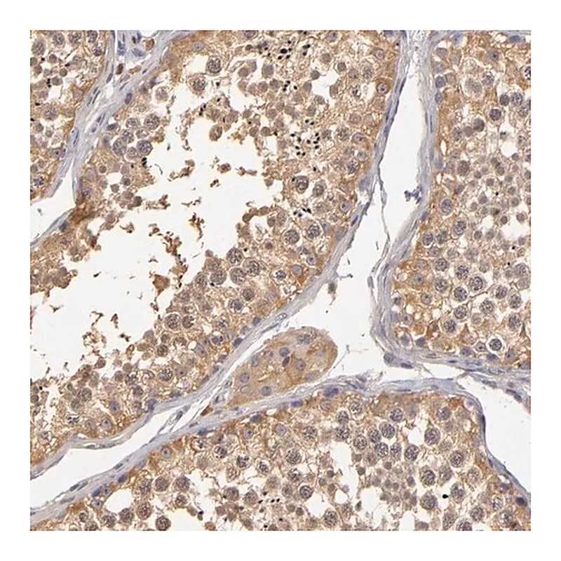 Merck Anti-GNPDA1 antibody produced in rabbit