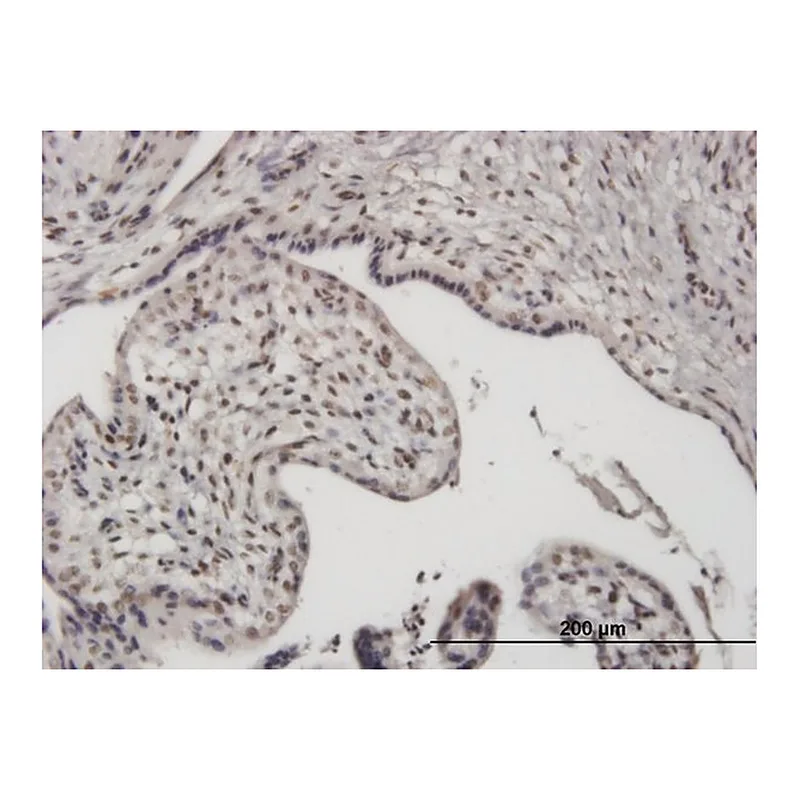 Merck Monoclonal Anti-UBTF antibody produced in mouse