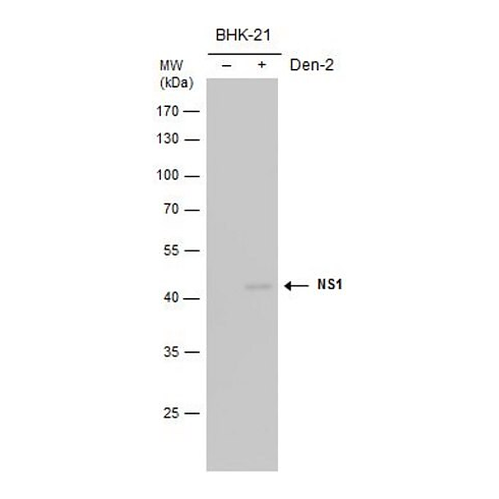 Merck Anti-Dengue virus NS1 protein (Biotin) antibody produced in rabbit
