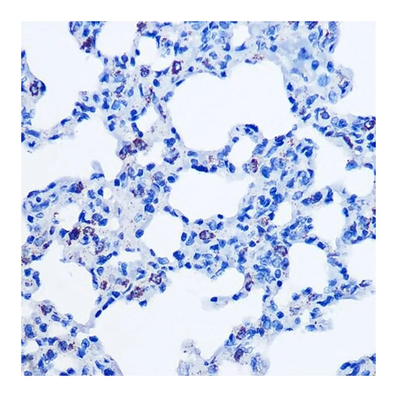Merck Anti-CBS antibody produced in rabbit
