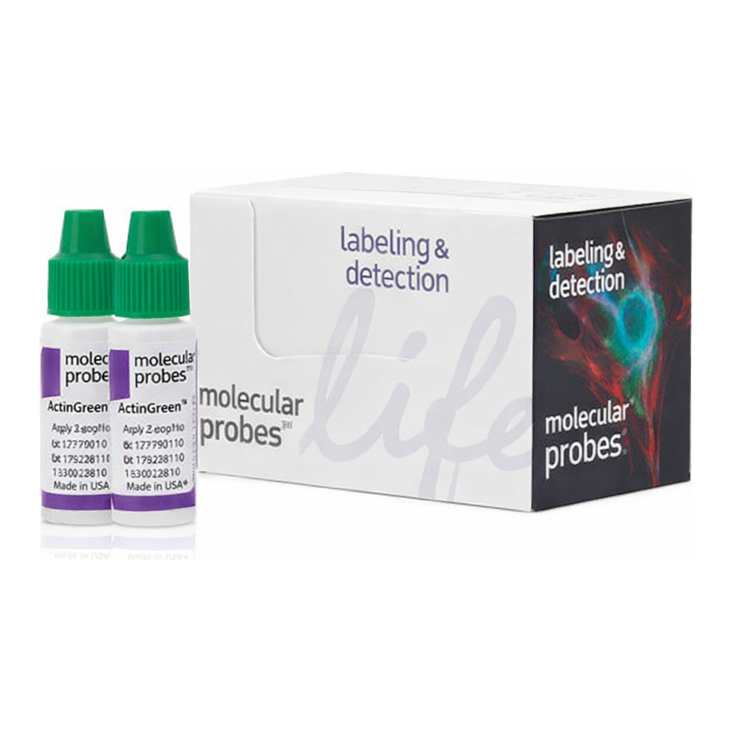 Thermo Fisher Scientific ActinGreen 488 ReadyProbes Reagent (AlexaFluor 488 phalloidin)