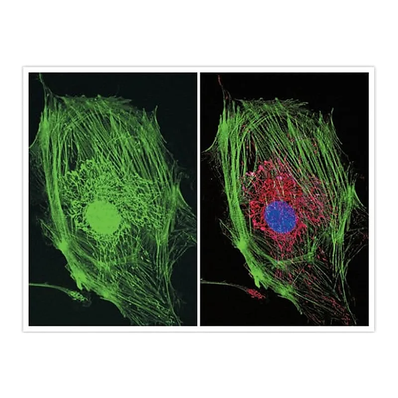 Thermo Fisher Scientific Goat anti-Mouse IgG (H+L) Cross-Adsorbed Secondary Antibody, Alexa Fluor 514