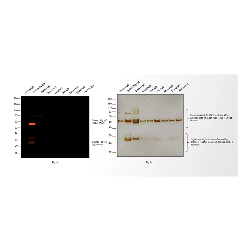 Thermo Fisher Scientific Goat anti-Guinea Pig IgG (H+L) Highly Cross-Adsorbed Secondary Antibody, Alexa Fluor 555