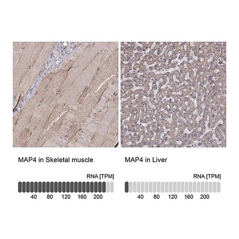 Merck Anti-MAP4 antibody produced in rabbit