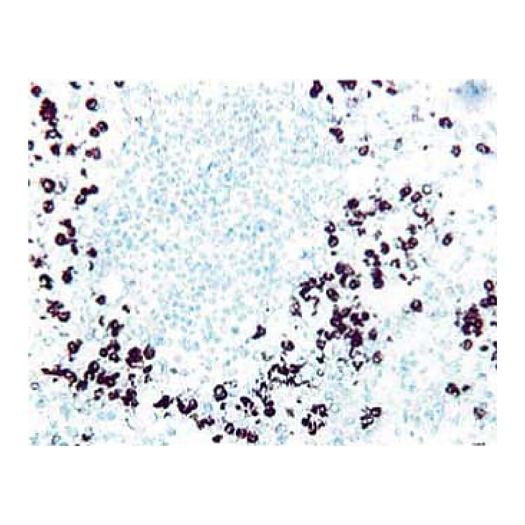 BD Purified Mouse Anti-Human CD11b