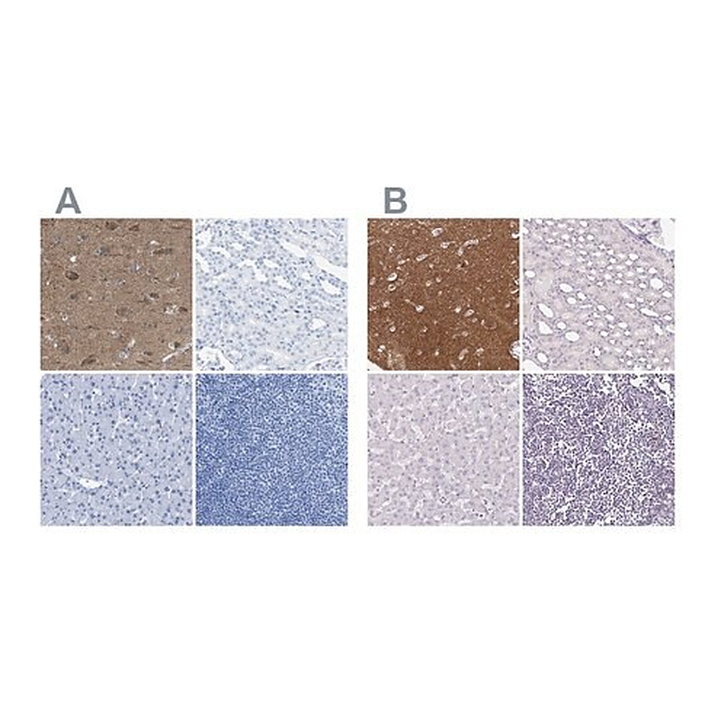 Merck Anti-FAIM2 antibody produced in rabbit
