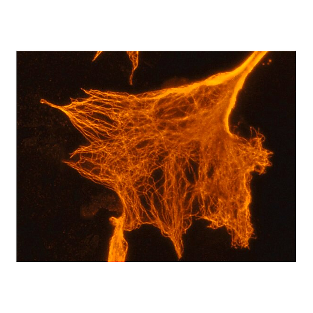 Merck Monoclonal Anti-Cy3/Cy5-Biotin antibody produced in mouse