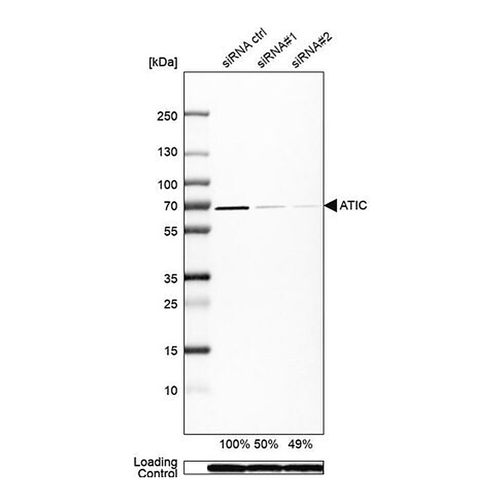 Merck Anti-ATIC antibody produced in rabbit