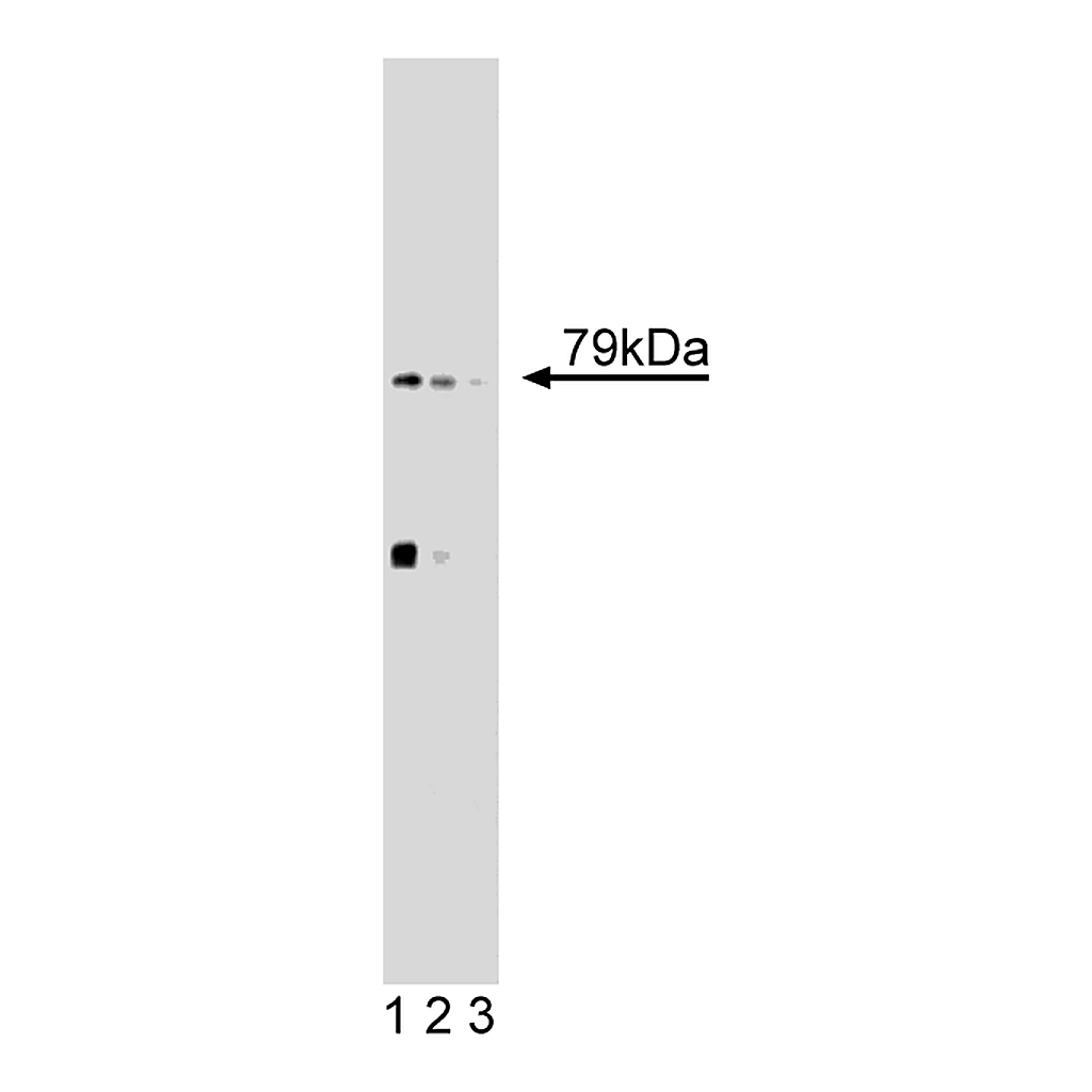 BD Purified Mouse Anti-5-Lipoxygenase