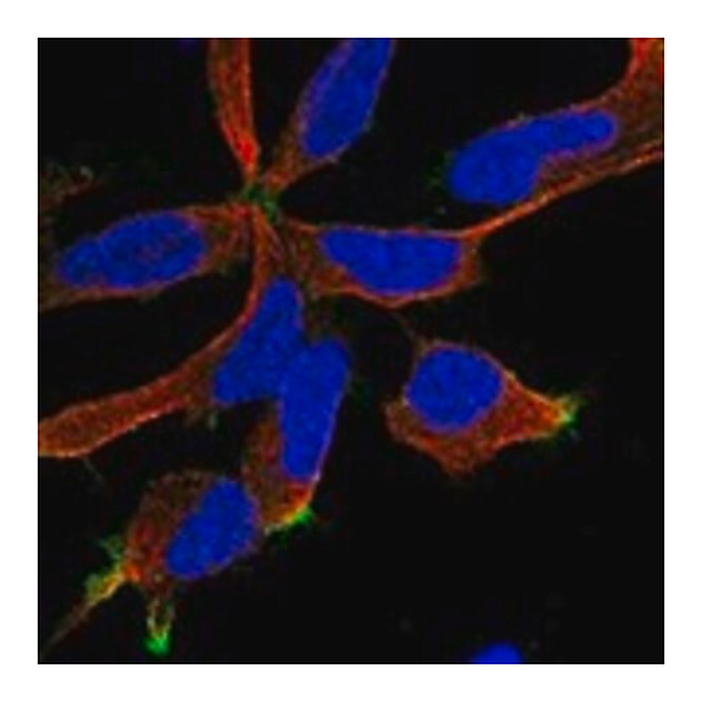 Merck Anti-RIC8B antibody produced in rabbit
