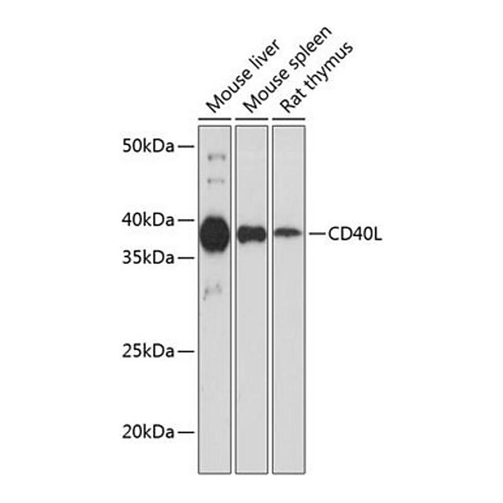 Merck Anti-CD40L antibody produced in rabbit