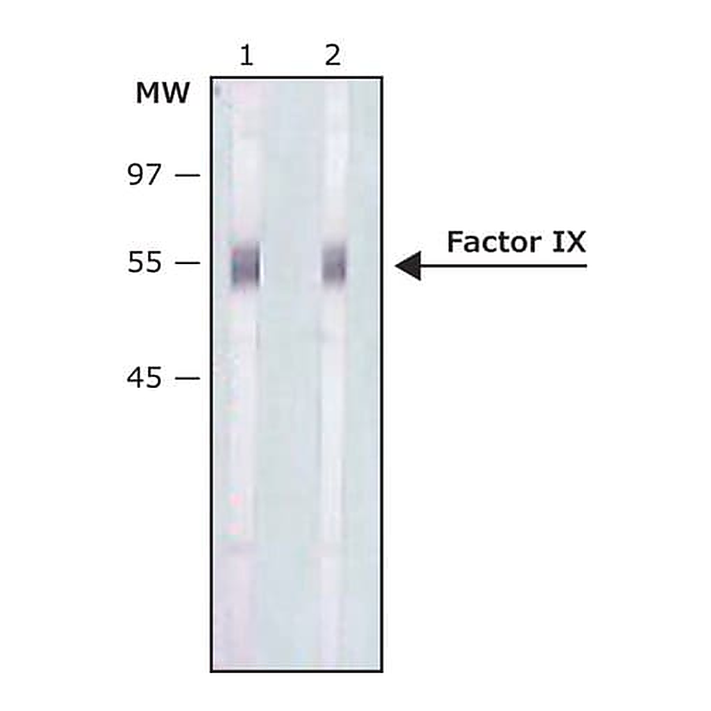 Merck Anti-Factor IX antibody produced in rabbit