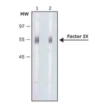 Merck Anti-Factor IX antibody produced in rabbit
