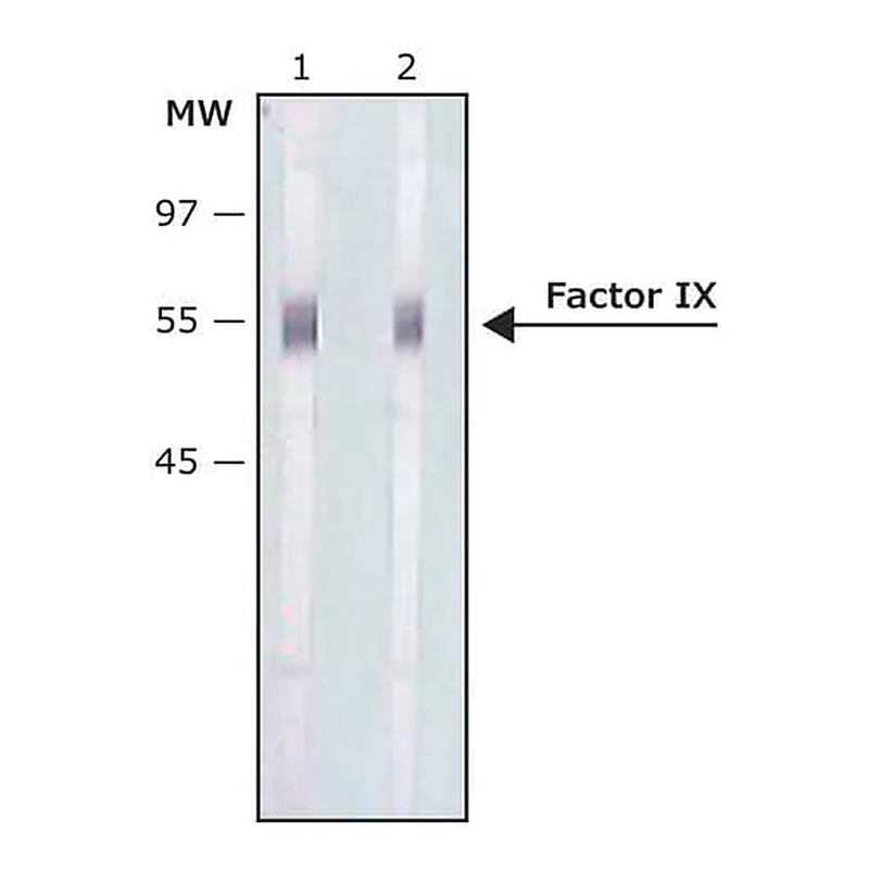 Merck Anti-Factor IX antibody produced in rabbit