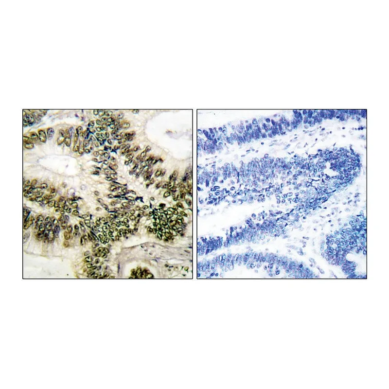 Merck Anti-Cyclin E1 antibody produced in rabbit