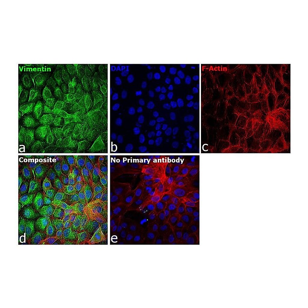 Thermo Fisher Scientific Goat anti-Rabbit IgG (H+L) Secondary Antibody