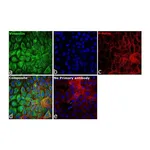 Thermo Fisher Scientific Goat anti-Rabbit IgG (H+L) Secondary Antibody
