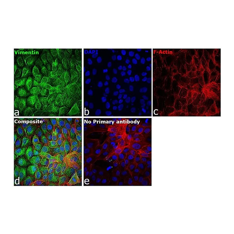 Thermo Fisher Scientific Goat anti-Rabbit IgG (H+L) Secondary Antibody