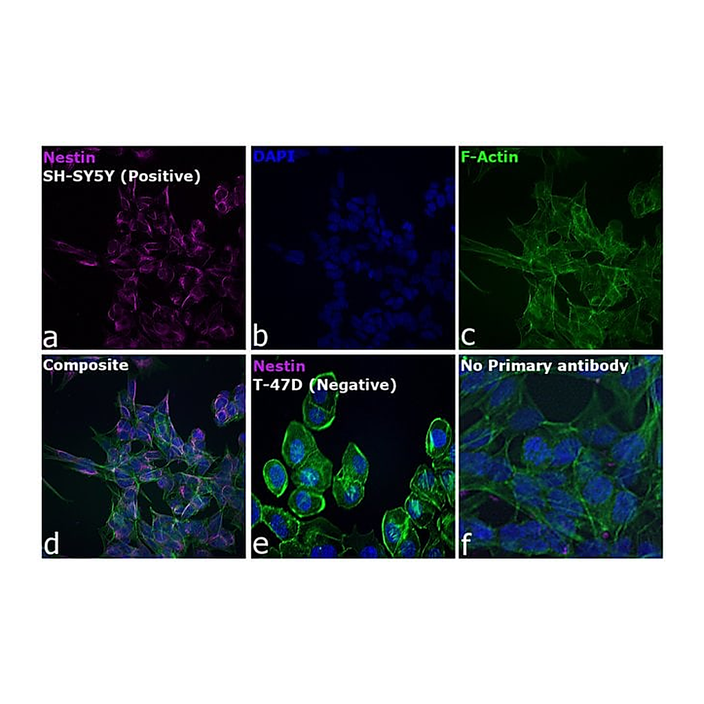 Thermo Fisher Scientific Goat anti-Mouse IgG (H+L) Cross-Adsorbed Secondary Antibody, DyLight 633
