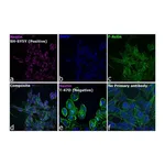 Thermo Fisher Scientific Goat anti-Mouse IgG (H+L) Cross-Adsorbed Secondary Antibody, DyLight 633