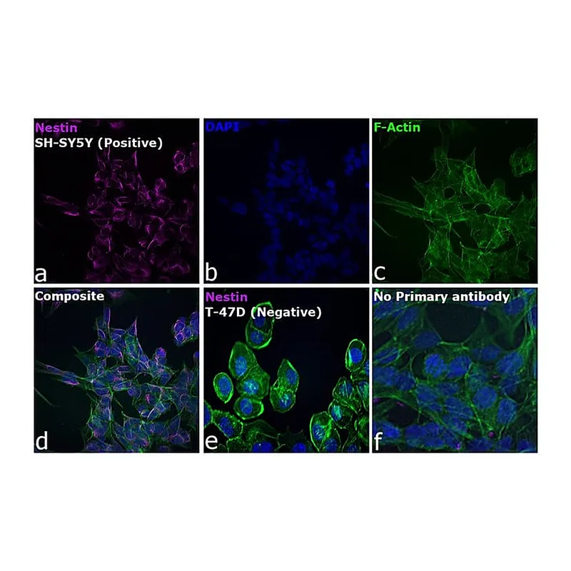 Thermo Fisher Scientific Goat anti-Mouse IgG (H+L) Cross-Adsorbed Secondary Antibody, DyLight 633