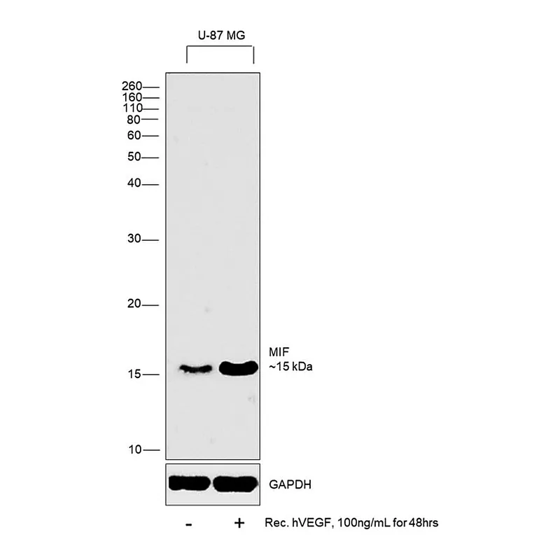 Thermo Fisher Scientific Human VEGF-165 Recombinant Protein
