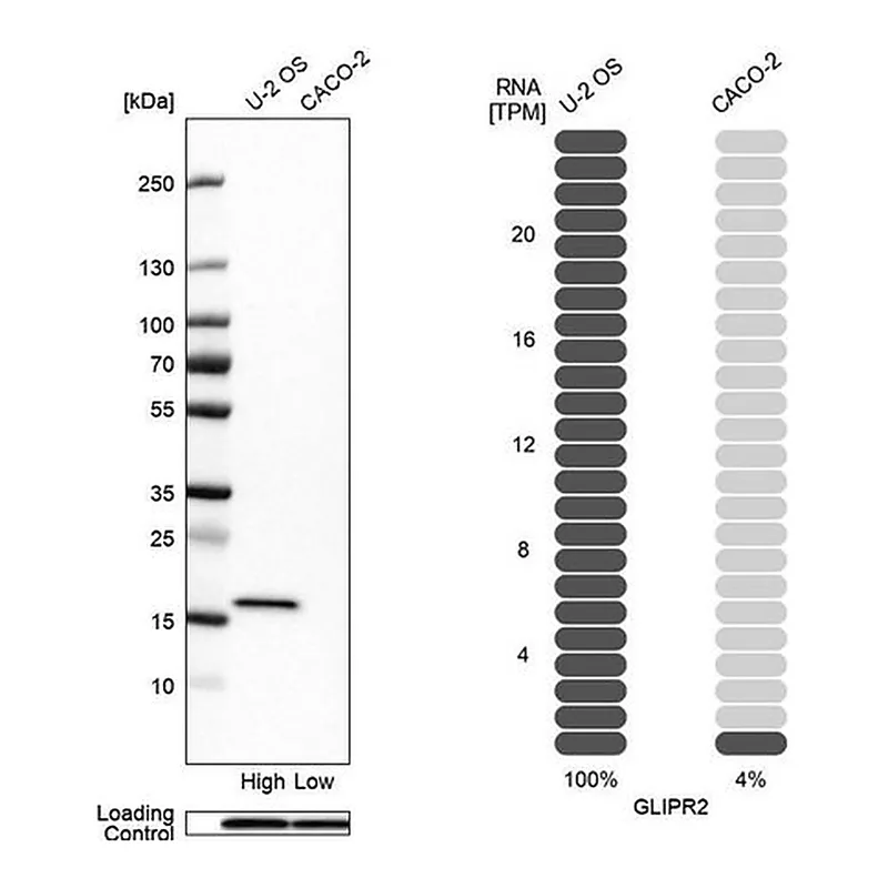 Merck Anti-GLIPR2 antibody produced in rabbit