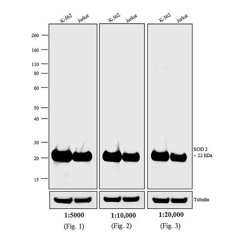 Thermo Fisher Scientific Rabbit anti-Mouse IgG (H+L) Cross-Adsorbed Secondary Antibody, Biotin