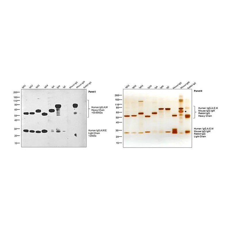 Thermo Fisher Scientific F(ab`)2-Goat anti-Human IgG, IgM, IgA (H+L) Secondary Antibody, HRP