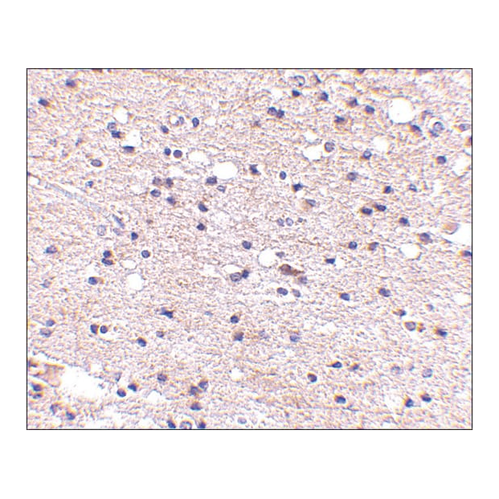 Merck Anti-Ambra1 (ab1) antibody produced in rabbit