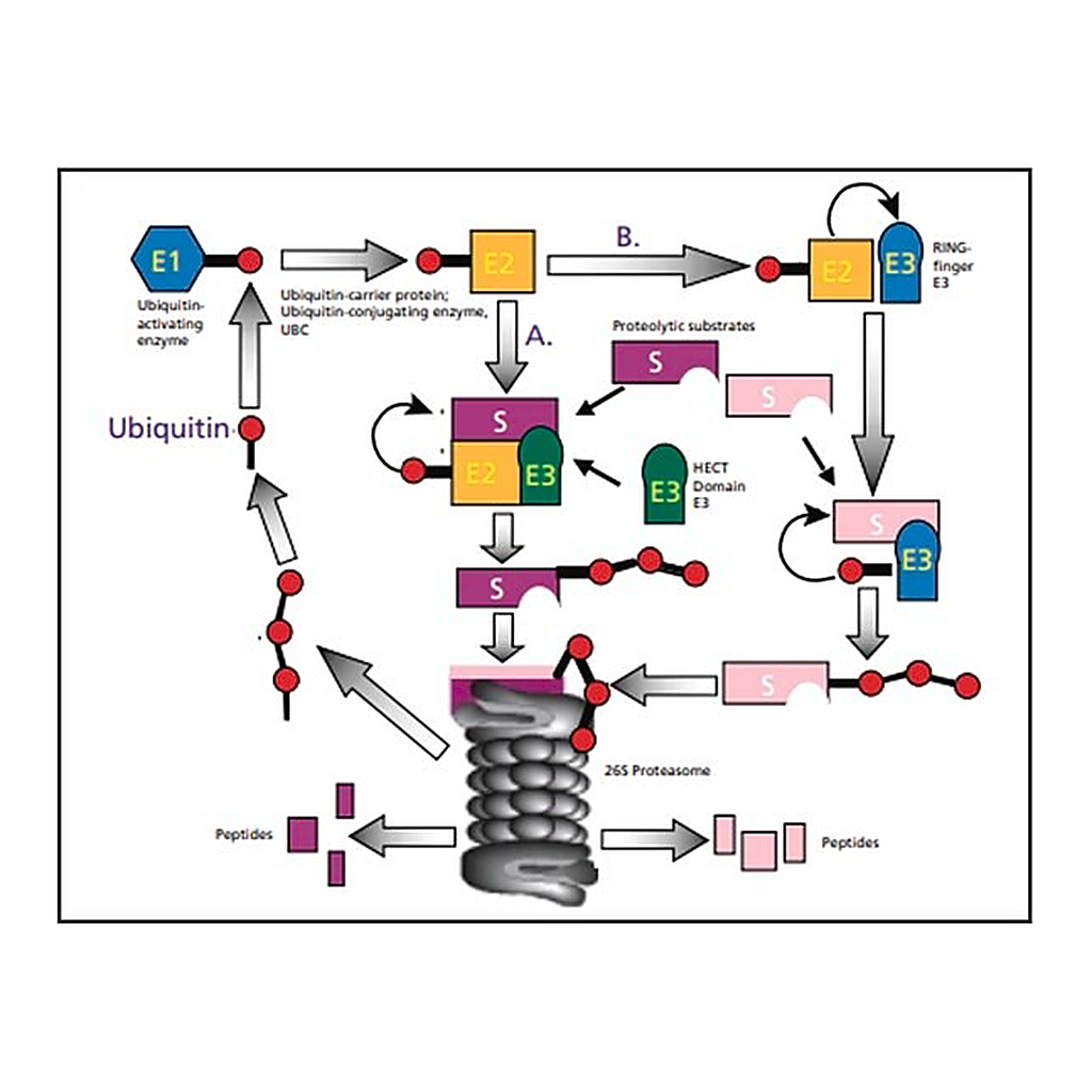 Merck Ubiquitin-Agarose