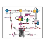 Merck Ubiquitin-Agarose