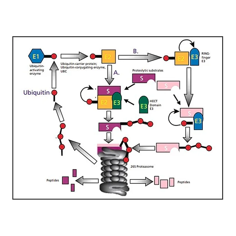 Merck Ubiquitin-Agarose