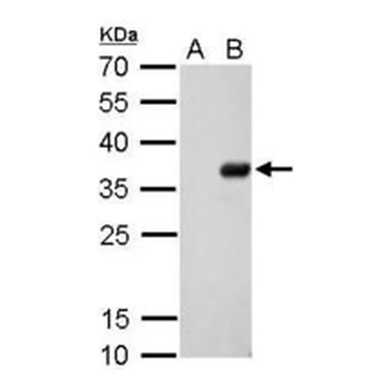 Merck MONOCLONAL ANTI-S TAG