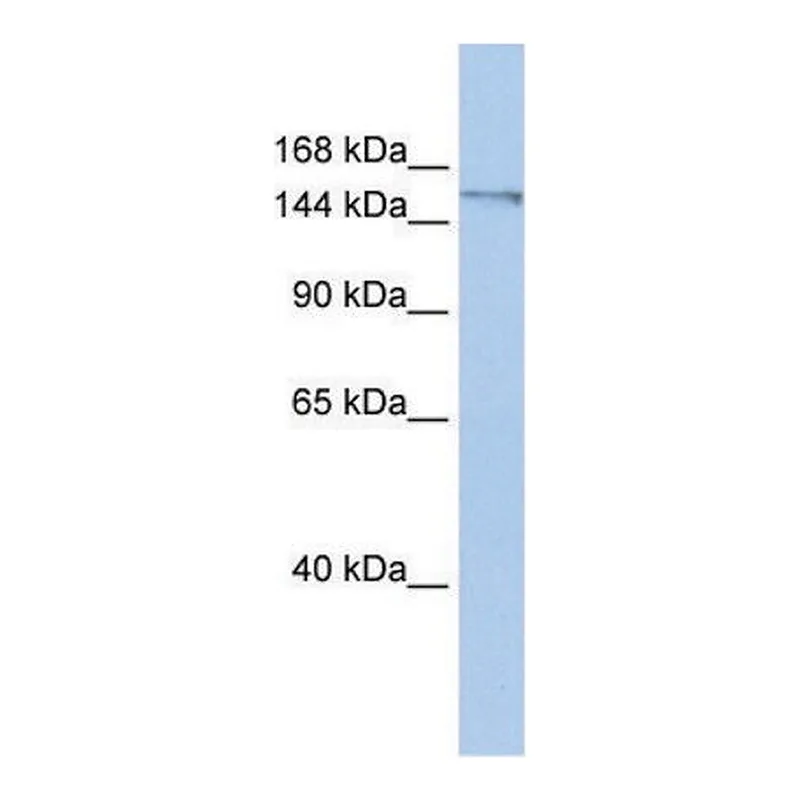 Merck Anti-POLQ (C-terminal) antibody produced in rabbit