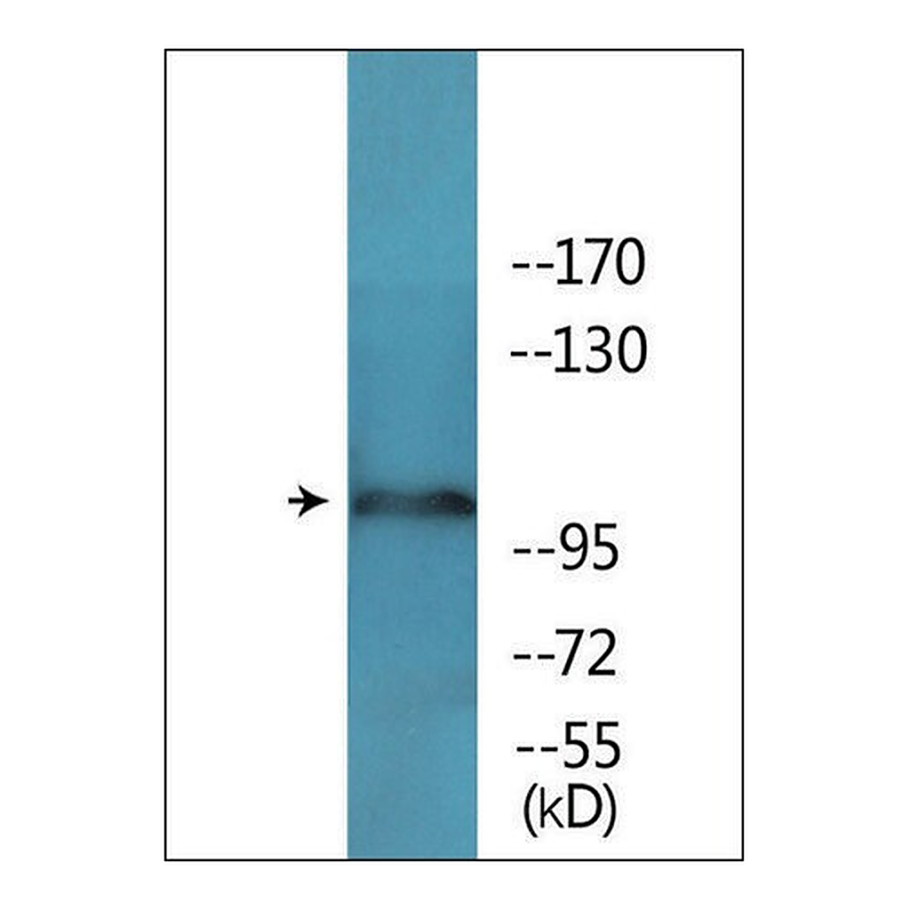 Merck Anti-phospho-NMDAR1 (pSer897) antibody produced in rabbit