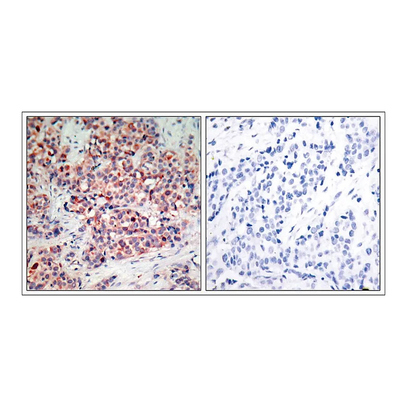 Merck Anti-PTEN (Ab-370) antibody produced in rabbit