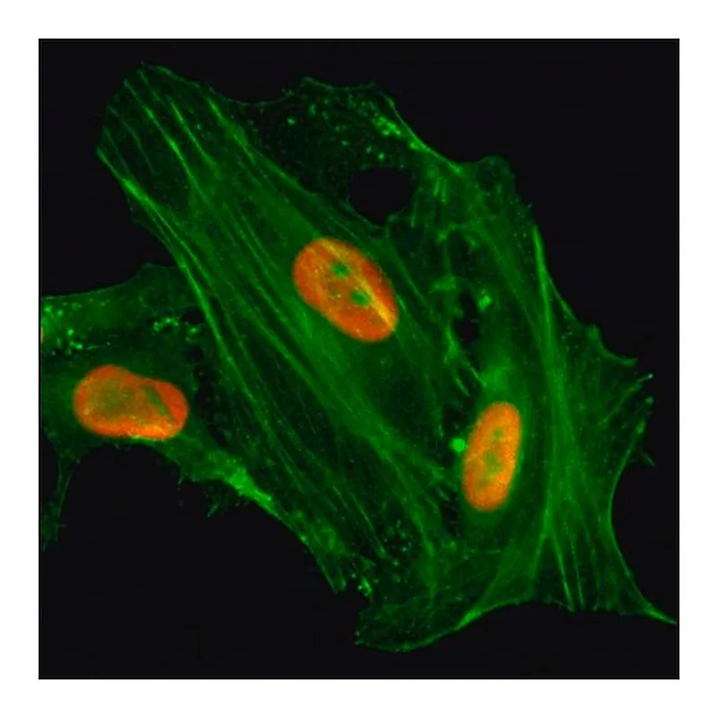 Merck Anti-Acetyl-Histone H4 (Lys8) antibody, Rabbit monoclonal