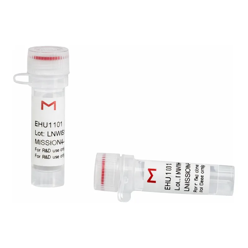 Merck ESIRNA HUMAN RAB11B