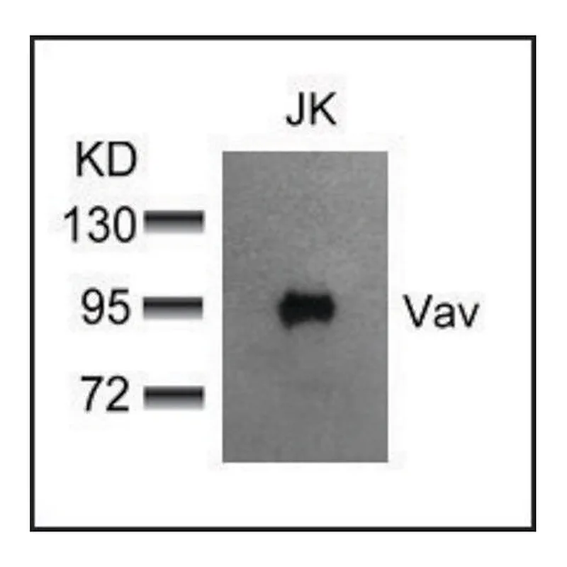 Merck Anti-VAV1 (Ab-174) antibody produced in rabbit