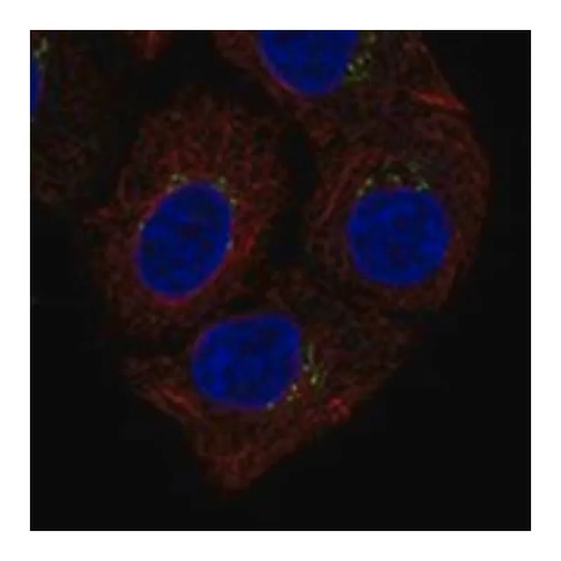 Merck Anti-CTSL antibody produced in rabbit