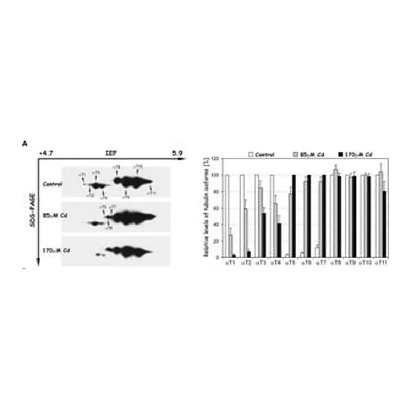 Merck MONOCLONAL ANTI-TYROSINE TUBULIN, MOUSE&