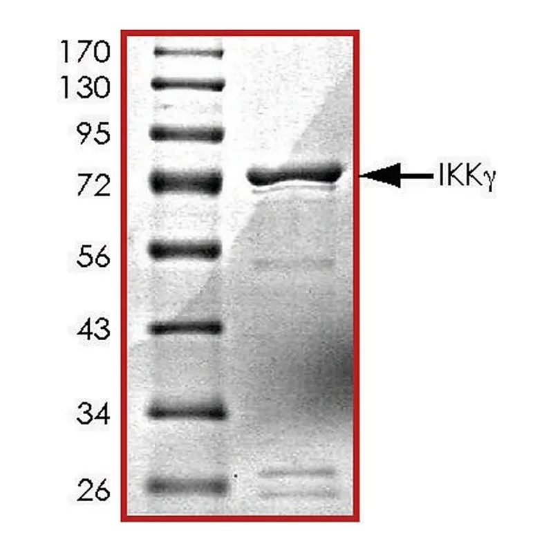 Merck IKK-gamma, GST tagged human